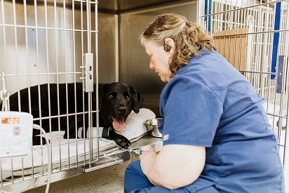 Pet Health Care | Brewster Veterinary Hospital
